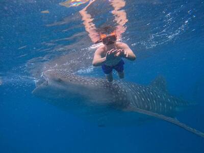 Encountering Gentle Giants